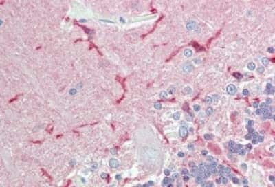 Immunohistochemistry-Paraffin: IGSF4D/SynCAM2/CADM2 Antibody [NBP3-14377]